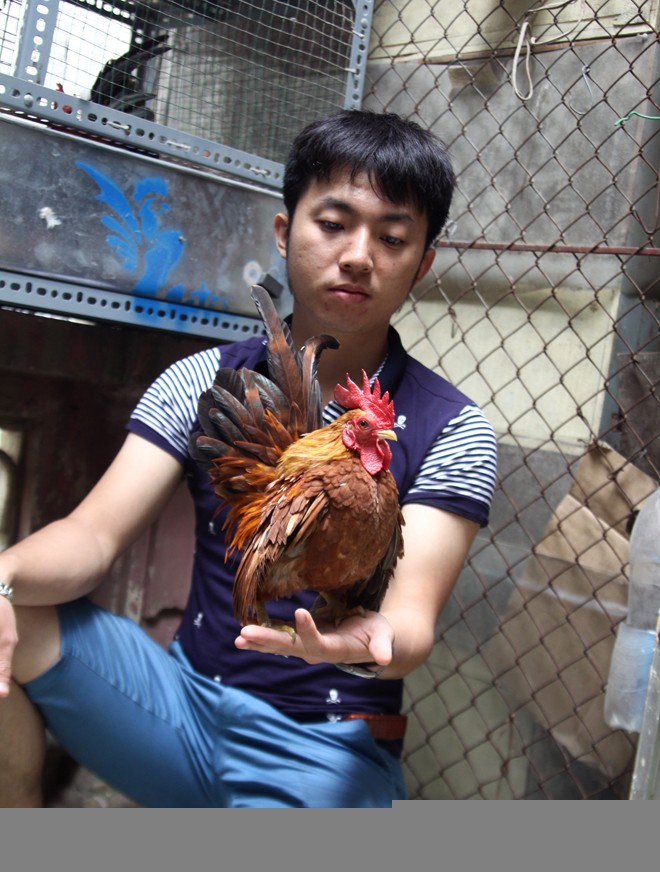 Thú chơi gà cảnh ngàn đô - ảnh 1
