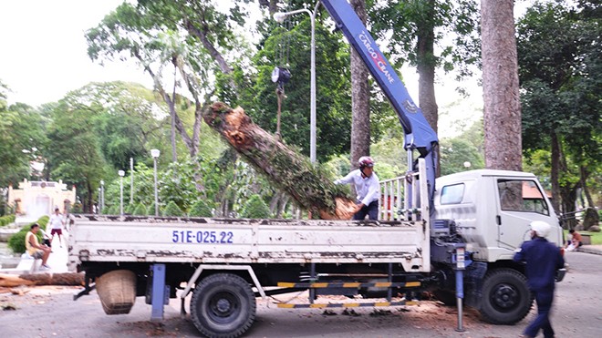 Hoảng hồn cành cây cổ thụ rơi trong công viên - ảnh 1
