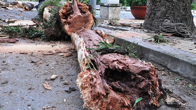 Hoảng hồn cành cây cổ thụ rơi trong công viên - ảnh 2