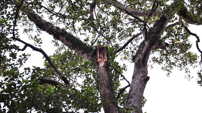 Hoảng hồn cành cây cổ thụ rơi trong công viên - ảnh 3