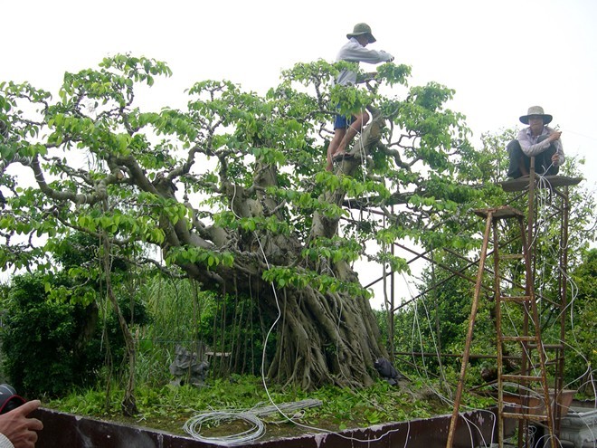 Thợ bạc miền Tây chơi kiểng ‘độc’ hái tiền tỷ - ảnh 2