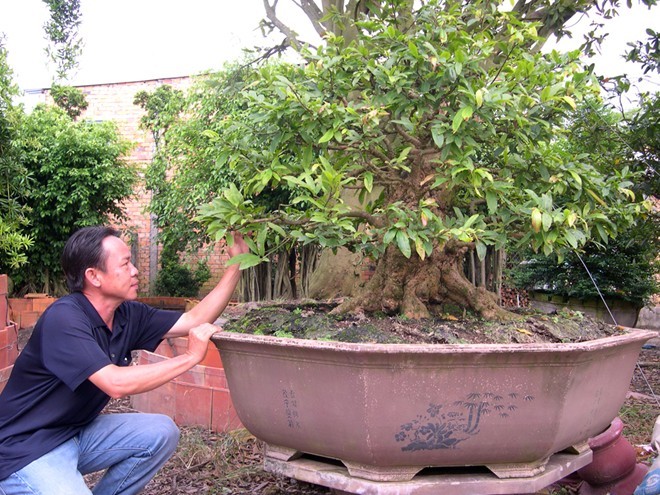 Thợ bạc miền Tây chơi kiểng ‘độc’ hái tiền tỷ - ảnh 3