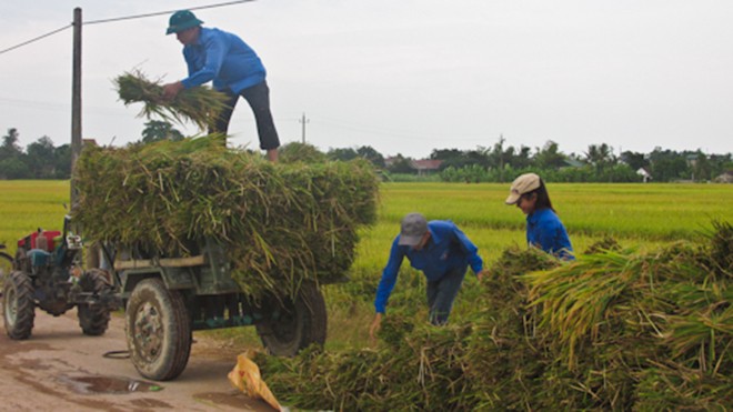 Thanh niên Thanh Hóa giúp dân gặt lúa tránh mưa lũ - ảnh 1