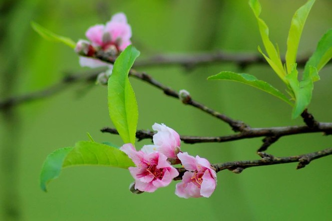 Ngỡ ngàng hoa đào trái vụ đẹp mê hồn ở Tây Bắc - ảnh 2
