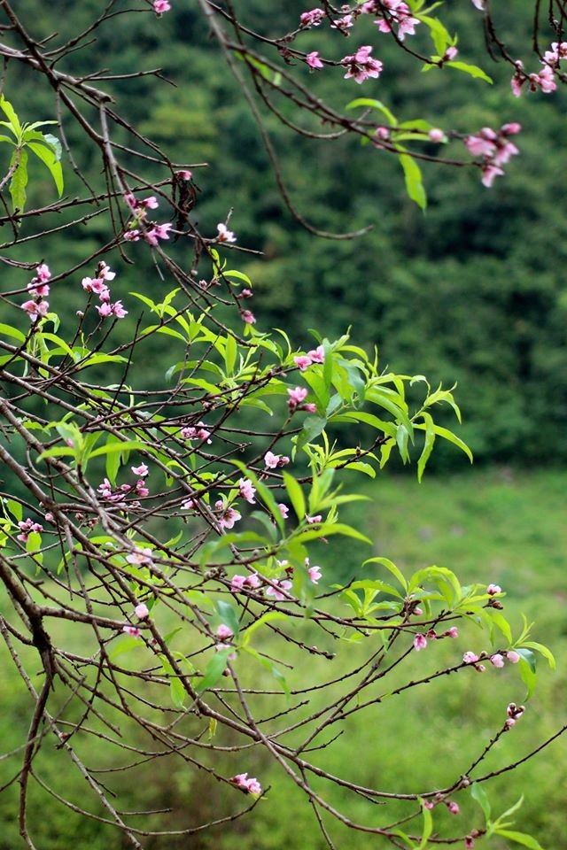 Ngỡ ngàng hoa đào trái vụ đẹp mê hồn ở Tây Bắc - ảnh 3