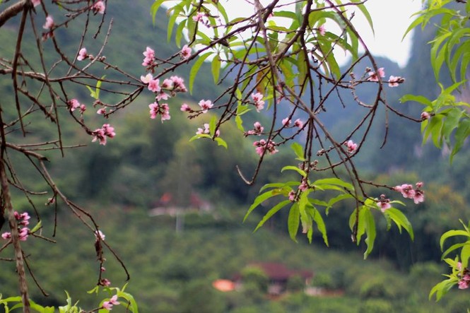 Ngỡ ngàng hoa đào trái vụ đẹp mê hồn ở Tây Bắc - ảnh 4