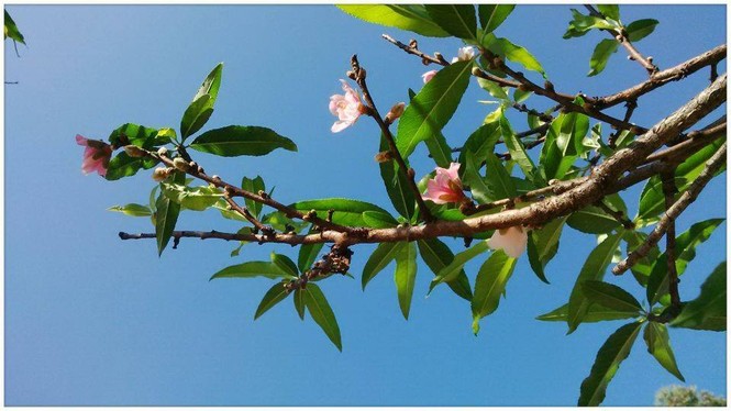 Ngỡ ngàng hoa đào trái vụ đẹp mê hồn ở Tây Bắc - ảnh 1