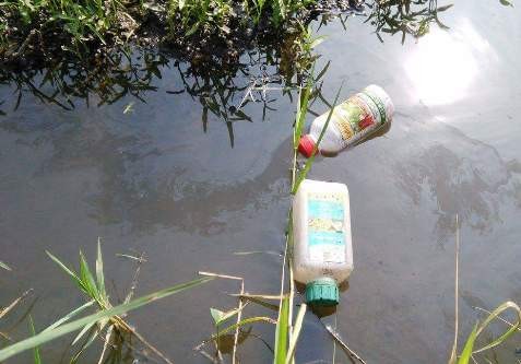 Dùng dầu nhớt tưới rau muống ở vựa rau Sài Gòn - ảnh 1