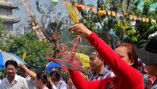 Quay vòng chim phóng sinh đến... chết mới thôi - ảnh 4