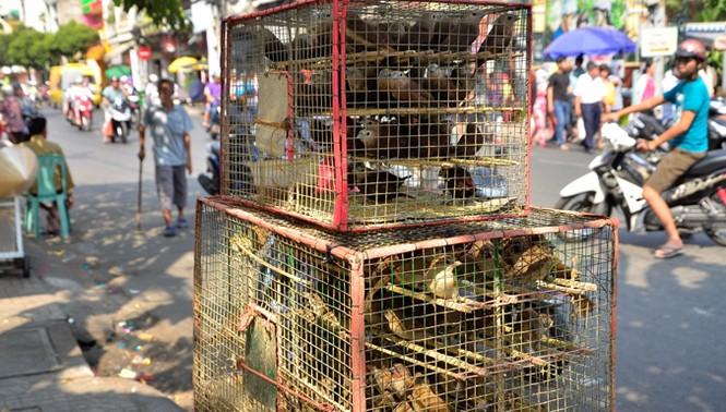 Quay vòng chim phóng sinh đến... chết mới thôi - ảnh 1