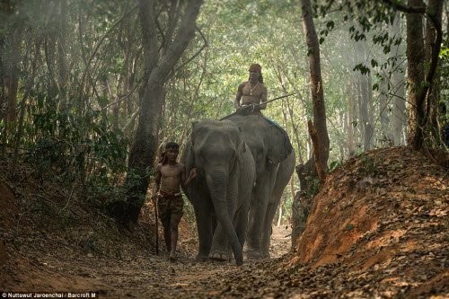 Bên trong ngôi làng thuần hóa voi cuối cùng ở Thái Lan - ảnh 4