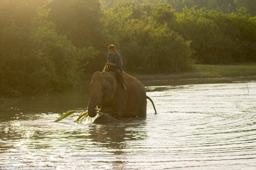 Bên trong ngôi làng thuần hóa voi cuối cùng ở Thái Lan - ảnh 10