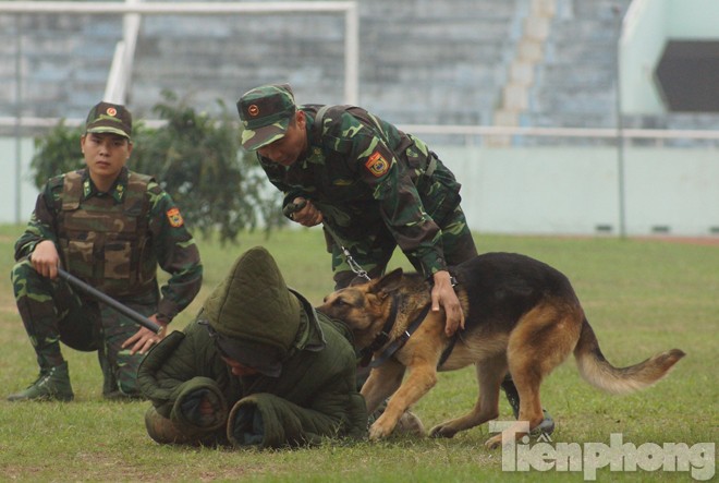 Xem chó nghiệp vụ trình diễn khả năng tấn công tội phạm - ảnh 12