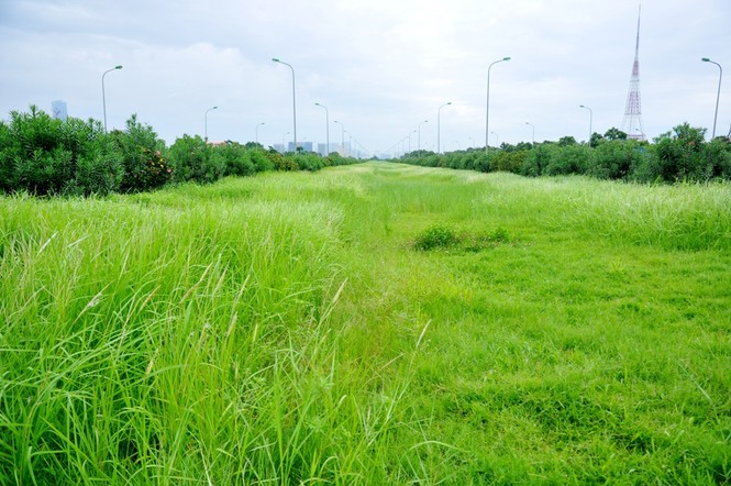 Giật mình với mức lương của công nhân cắt cỏ trên Đại lộ Thăng Long - ảnh 1