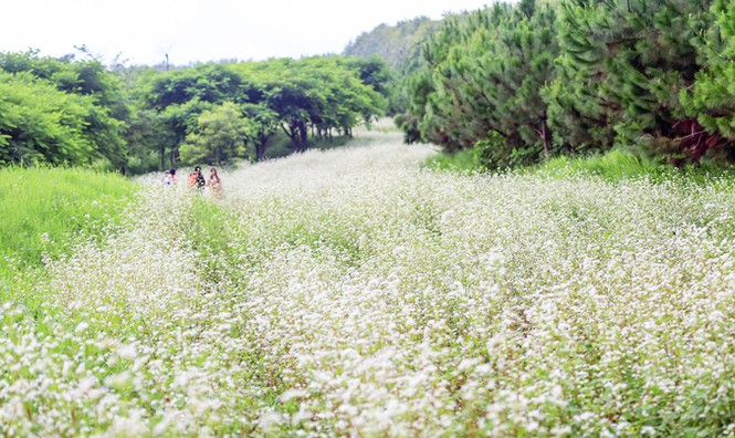 Tam giác mạch khoe sắc ở Tây Nguyên - ảnh 2