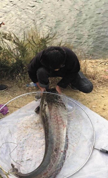 Ngư dân phóng sinh cá nheo nặng 60 kg - ảnh 1