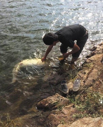 Ngư dân phóng sinh cá nheo nặng 60 kg - ảnh 2