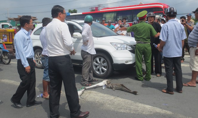 Người dân mang cá chết rải ra quốc lộ ở Vũng Tàu - ảnh 1