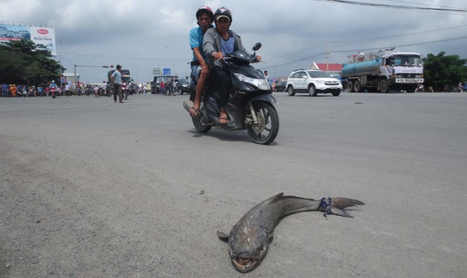 Người dân mang cá chết rải ra quốc lộ ở Vũng Tàu - ảnh 2
