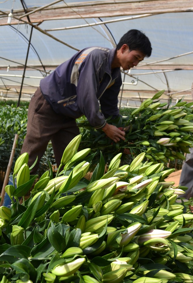Giá hoa Đà Lạt tăng cao dịp lễ 20/10 - ảnh 1