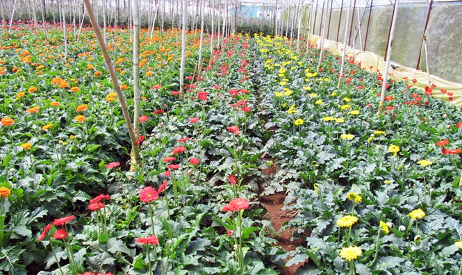 Giá hoa Đà Lạt tăng cao dịp lễ 20/10 - ảnh 2