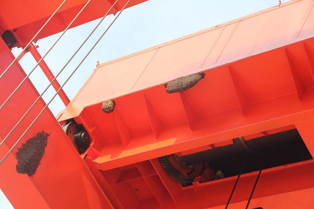 Nghệ An: Kỳ lạ 11 đàn ong xây tổ trên cẩu trục thủy điện - ảnh 2