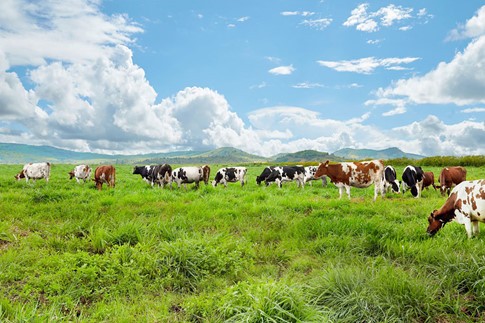 Việt Nam đã có sữa tươi 100% Organic - ảnh 2