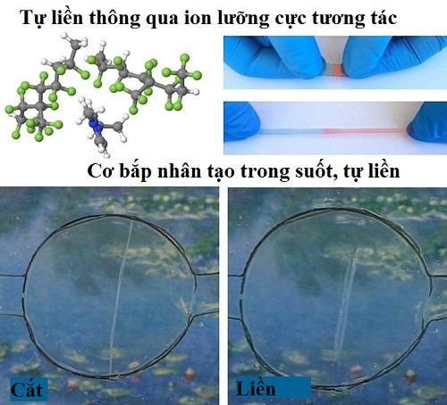 Mỹ chế tạo vật liệu tự vá liền như da thịt người sói - ảnh 1