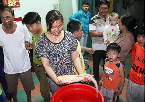 Ngư dân Đà Nẵng bắt được cá trê vàng nặng 2 kg - ảnh 1