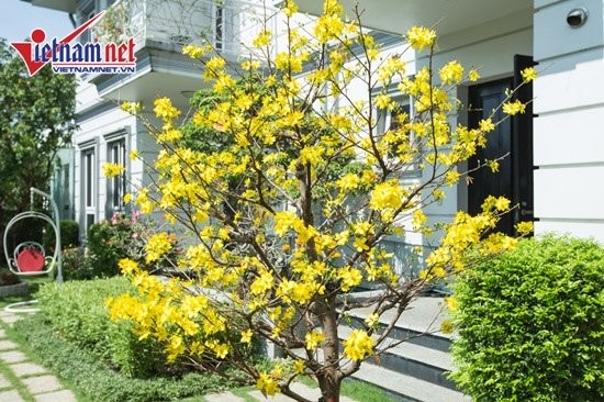 nhà đẹp hồ quỳnh hương - ảnh 3
