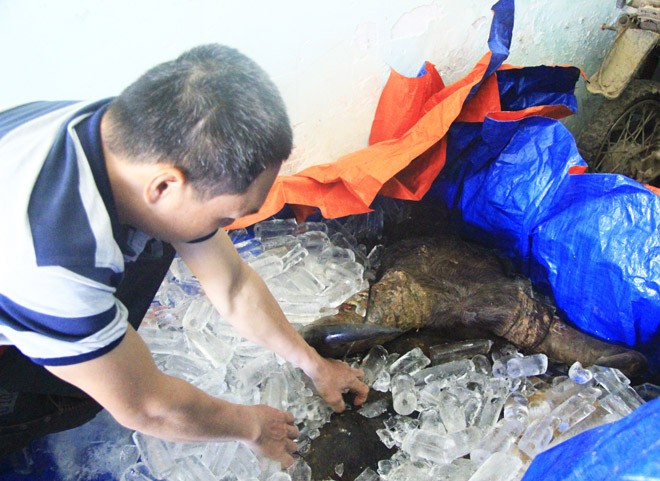 Bò tót 800kg chết do húc đầu vào xe tải - ảnh 1