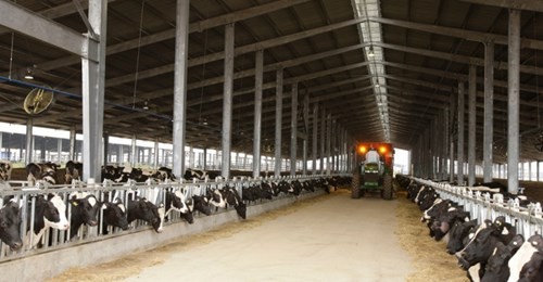 Tập đoàn TH đón nhận Cúp vàng trang trại bò sữa organic - ảnh 1