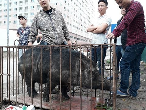 Chó săn và lợn rừng 'tử chiến': Hành động đầy phản cảm, nguy hiểm - ảnh 1