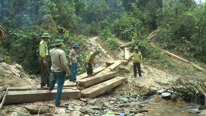 Xem xét kỷ luật tập thể, cá nhân liên quan vụ gỗ lậu 'khủng' - ảnh 1