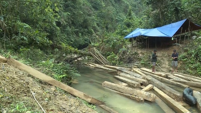 Xem xét kỷ luật tập thể, cá nhân liên quan vụ gỗ lậu 'khủng' - ảnh 2