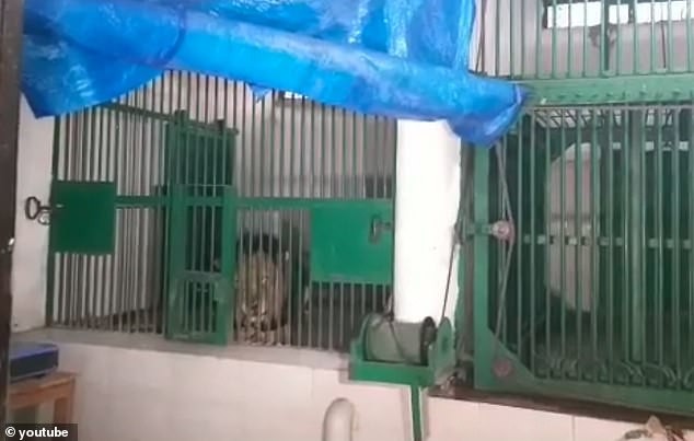 Thanh niên bị sư tử cái hành hạ đến chết - ảnh 1