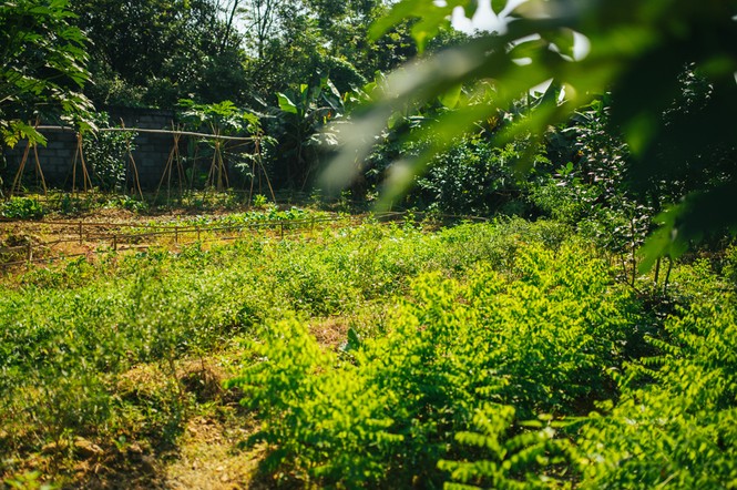 Mê mẩn khu nhà trên núi có ao đầy cá, vườn trĩu quả - ảnh 17