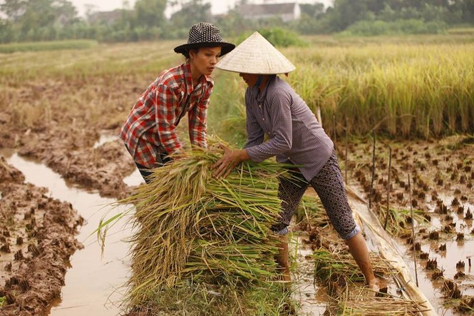 Người dân Nam Định dầm mưa gặt lúa chạy bão - ảnh 1