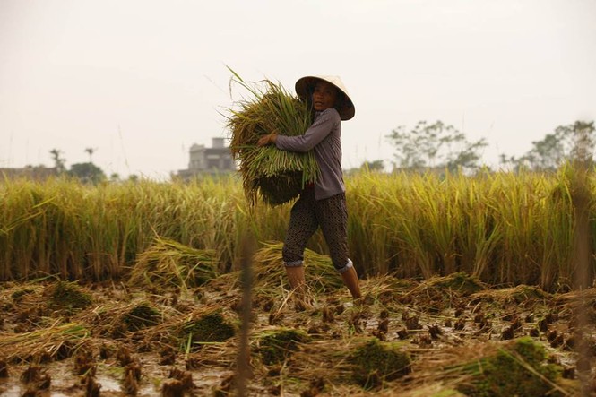 Người dân Nam Định dầm mưa gặt lúa chạy bão - ảnh 2