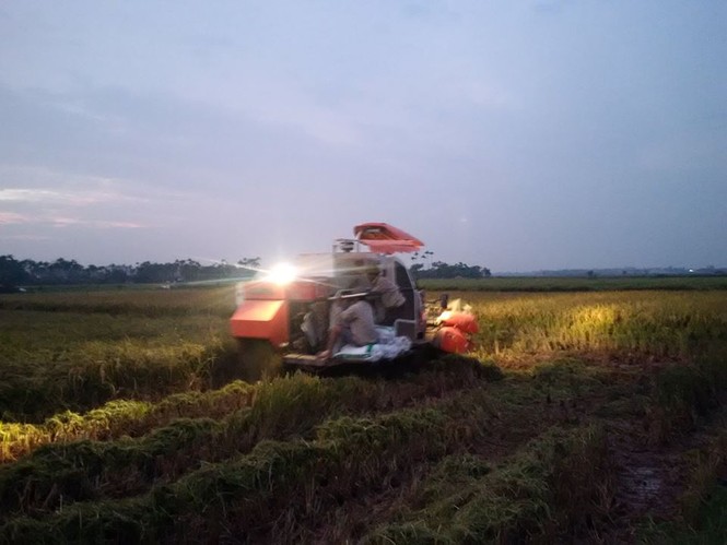 Người dân Nam Định dầm mưa gặt lúa chạy bão - ảnh 4