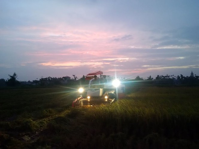 Người dân Nam Định dầm mưa gặt lúa chạy bão - ảnh 7