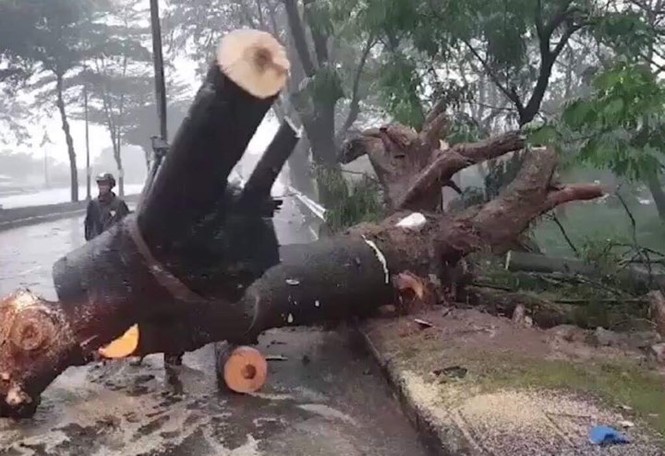 Sài Gòn mưa ngập nhiều nơi, cây đổ đè chết người - ảnh 2