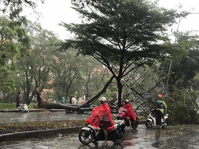 Sài Gòn mưa ngập nhiều nơi, cây đổ đè chết người - ảnh 1
