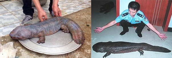 Làm rõ sự thật vụ “quái vật” Vĩnh Phúc - ảnh 1