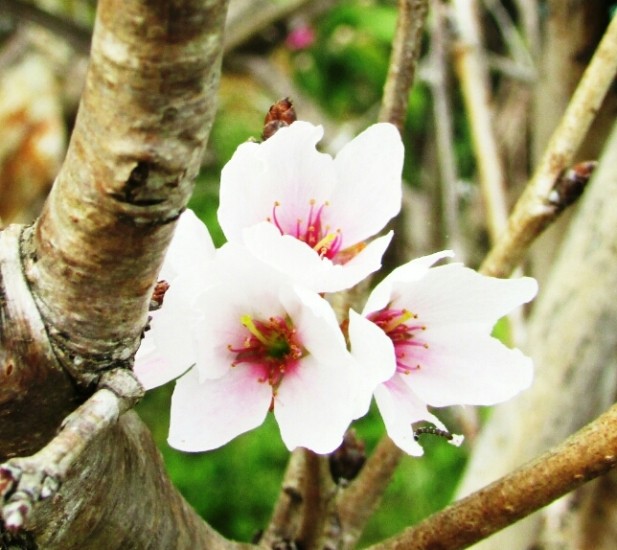 Đà Lạt trồng thành công loài hoa đào đẹp nhất Nhật Bản - ảnh 1