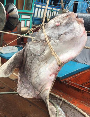 Ngư dân Nghệ An bắt được cá mặt trăng gần 1 tấn - ảnh 1