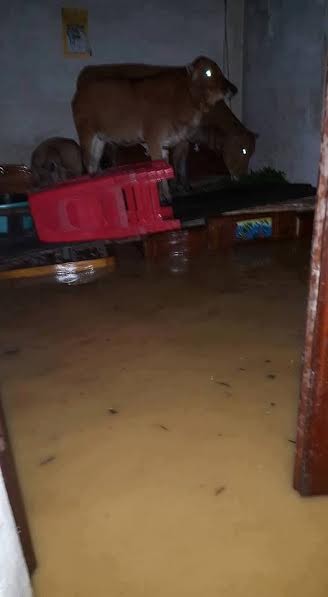 Cám cảnh sinh viên bì bõm lên trường tránh lụt - ảnh 4