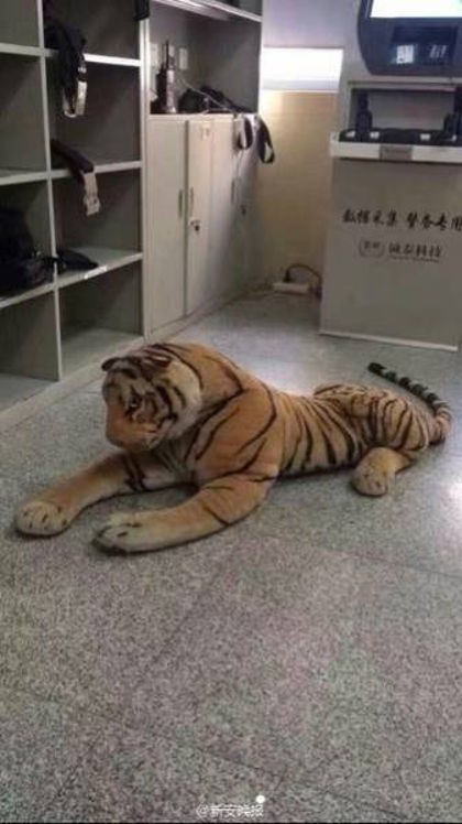 Huy động cảnh sát đặc biệt để bắt... thú nhồi bông - ảnh 5