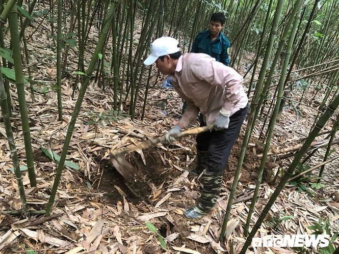 Kỳ thú chuyện săn lùng loài chuột khổng lồ trong rừng tây Yên Tử - ảnh 1