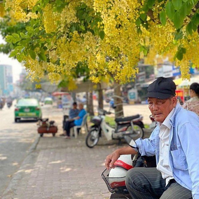 Kèn hồng và những mùa hoa rực rỡ ở TP.HCM - ảnh 12